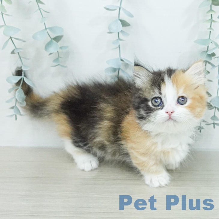 マンチカンの写真2