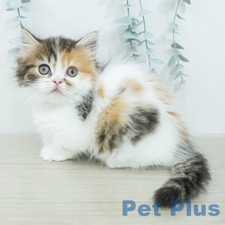 マンチカンの写真2