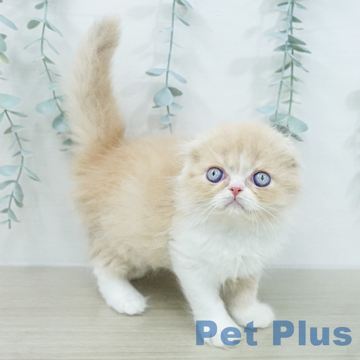 スコティッシュフォールドの写真2