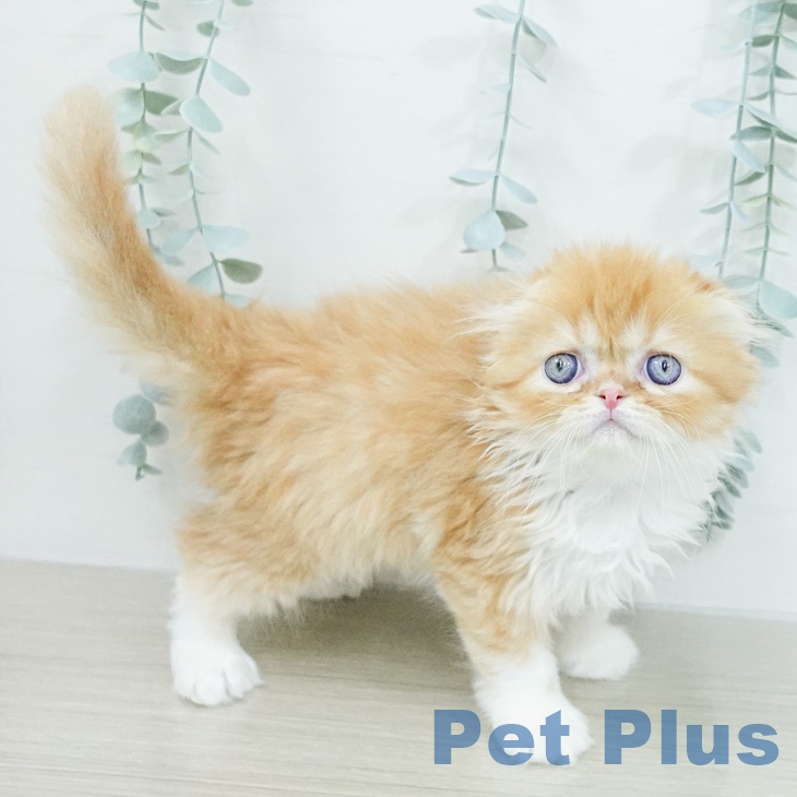 茨城県のスコティッシュフォールド (ペットプラス つくば店/2026年2月18日生まれ/男の子/レッドタビーホワイト)の子猫の1枚目の画像