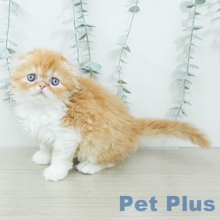 茨城県のスコティッシュフォールド (ペットプラス つくば店/2026年2月18日生まれ/男の子/レッドタビーホワイト)の子猫の2枚目の画像