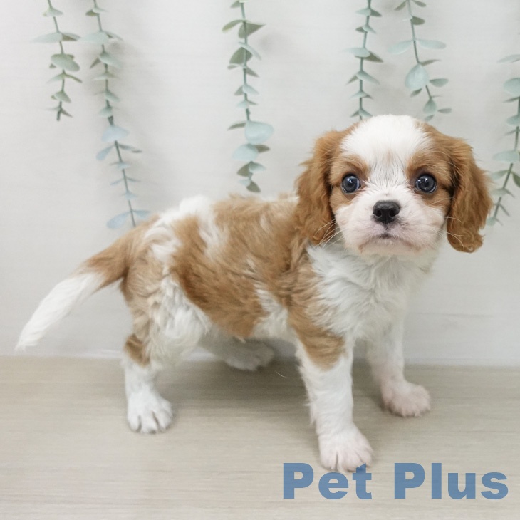 キャバリア・キングチャールズ・スパニエルの写真2