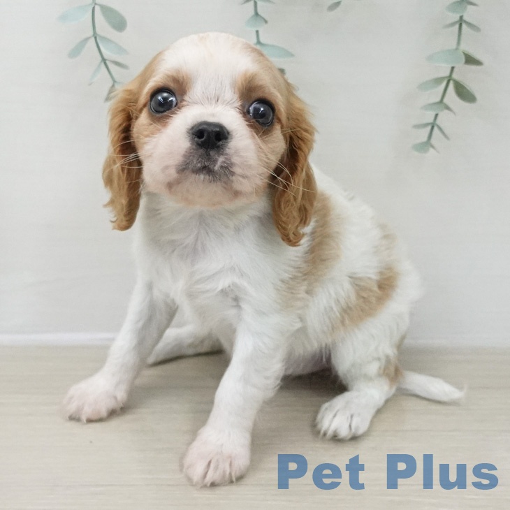 岩手県のキャバリアキングチャールズスパニエル (ペットプラス 盛岡南店/2026年2月23日生まれ/女の子/ブレンハイム)の子犬の2枚目の画像