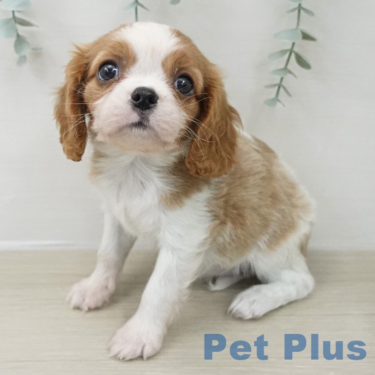 キャバリア・キングチャールズ・スパニエルの写真2