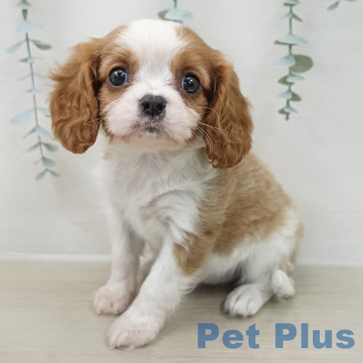 千葉県のキャバリアキングチャールズスパニエル (ペットプラス 幕張新都心店/2026年2月23日生まれ/女の子/ブレンハイム)の子犬の1枚目の画像