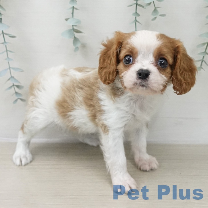 千葉県のキャバリアキングチャールズスパニエル (ペットプラス 幕張新都心店/2026年2月23日生まれ/女の子/ブレンハイム)の子犬の2枚目の画像