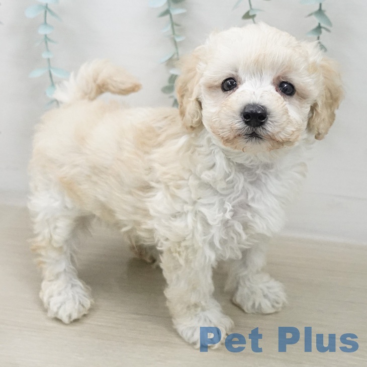 トイ・プードル