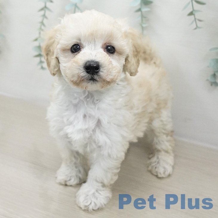 トイ・プードルの写真2