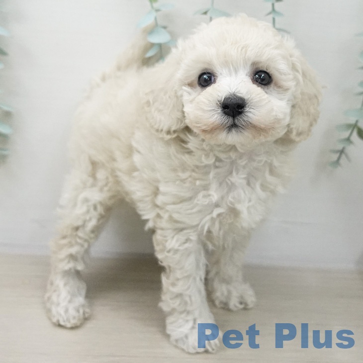 トイ・プードルの写真2
