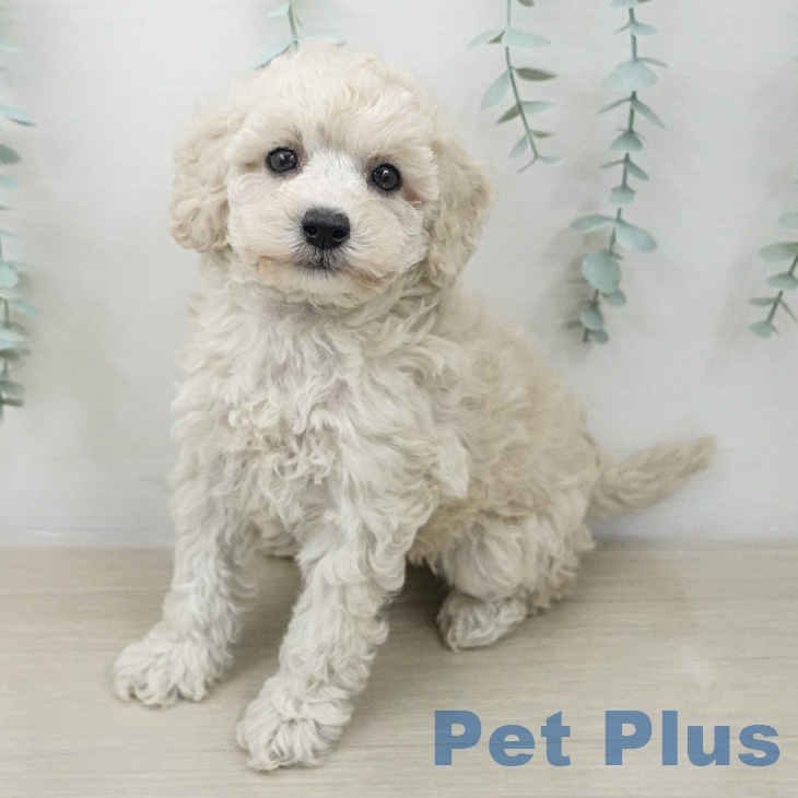 トイ・プードル