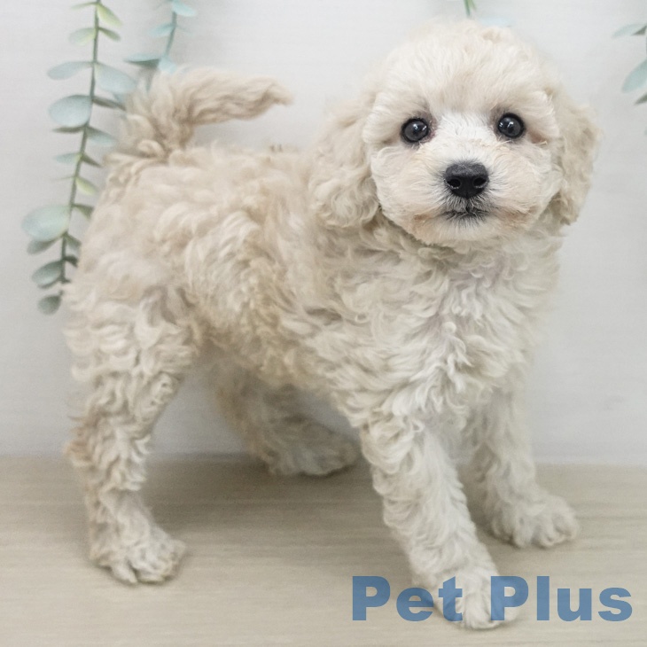 トイ・プードルの写真2