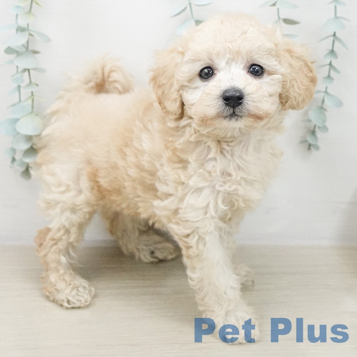 トイ・プードル