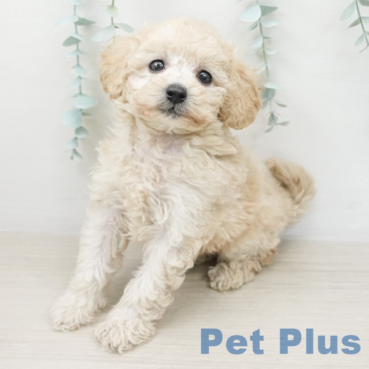 トイ・プードルの写真2