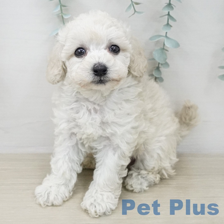 トイ・プードルの写真2