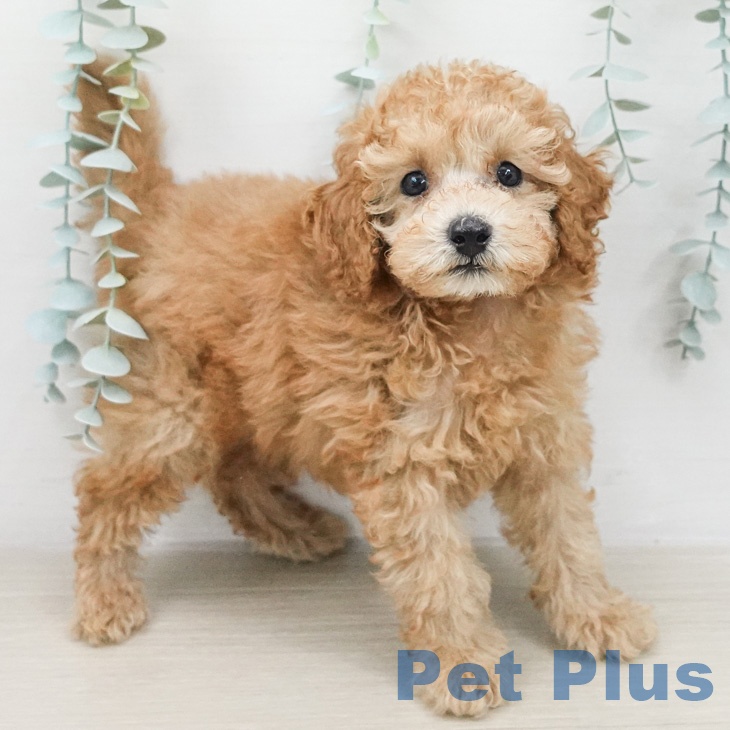 埼玉県のトイプードル(トイ) (ペットプラス 八潮店/2026年2月23日生まれ/男の子/アプリコット)の子犬の1枚目の画像