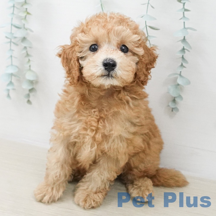 埼玉県のトイプードル(トイ) (ペットプラス 八潮店/2026年2月23日生まれ/男の子/アプリコット)の子犬の2枚目の画像
