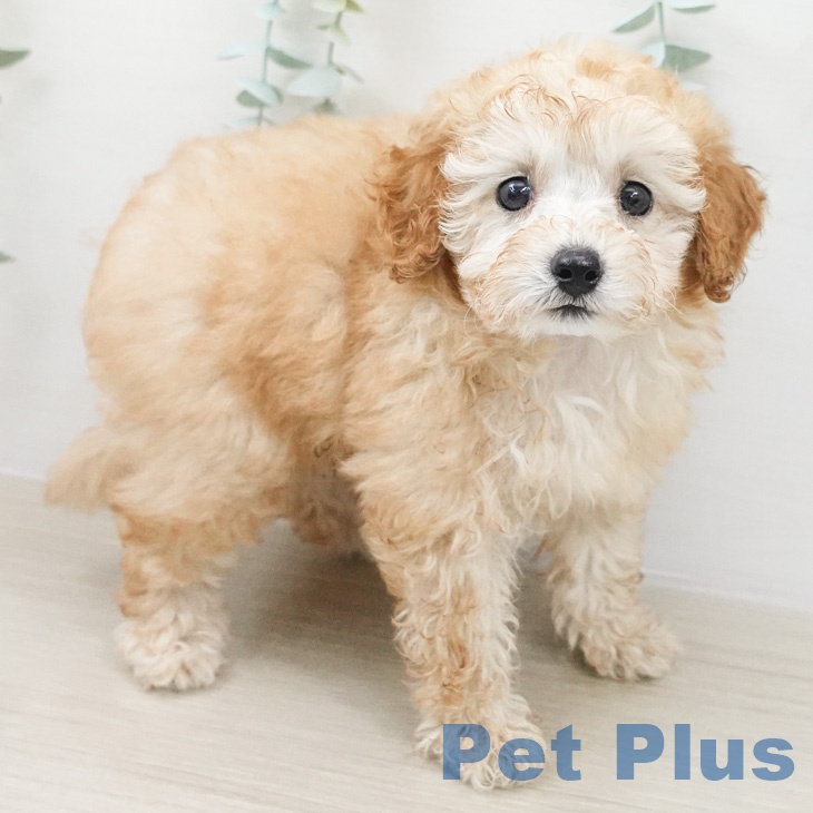 トイ・プードルの写真2