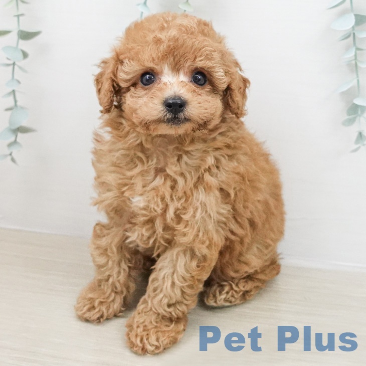 トイ・プードル