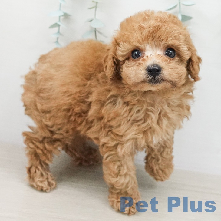 トイ・プードルの写真2