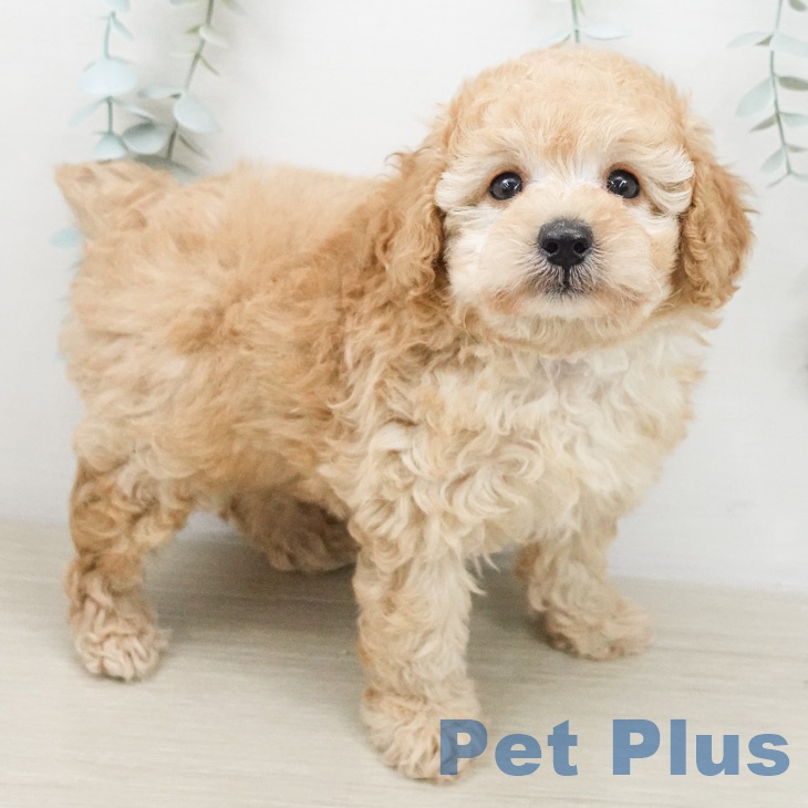 トイ・プードル