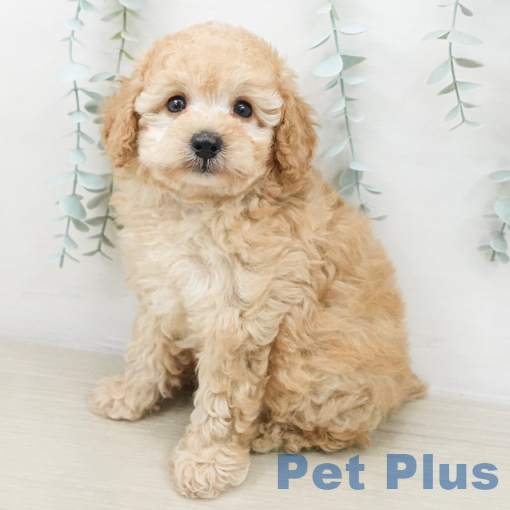 トイ・プードルの写真2