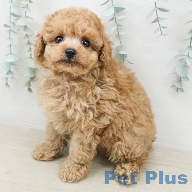 トイ・プードル