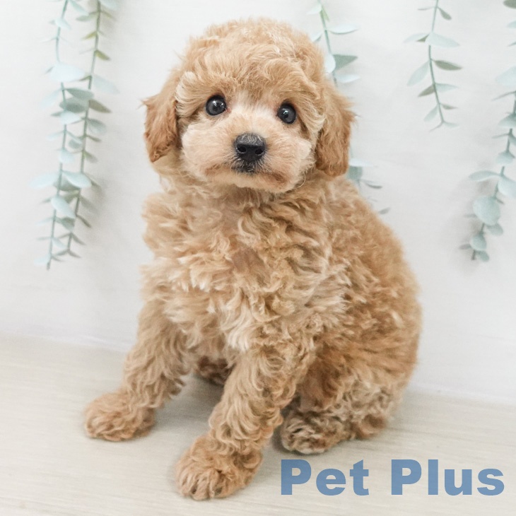 トイ・プードル