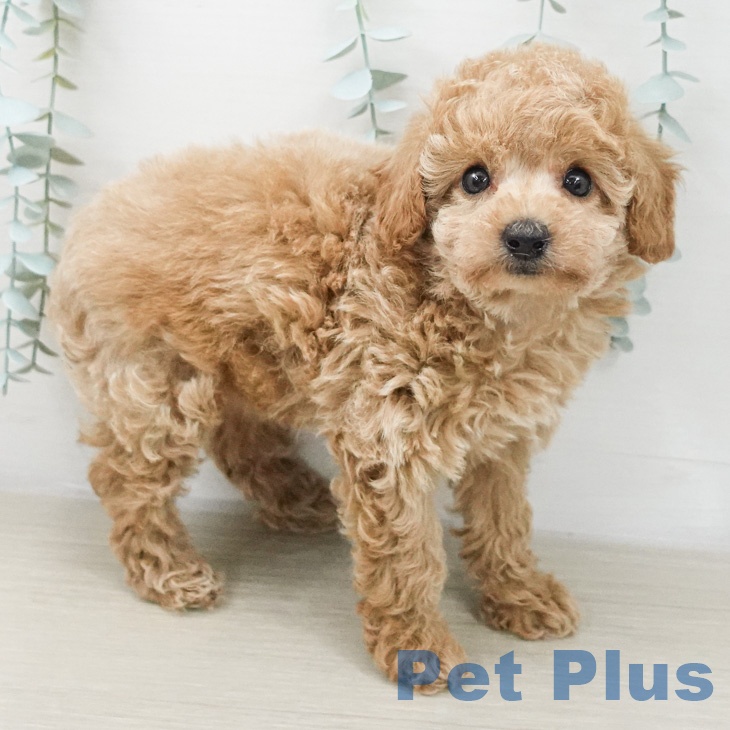 トイ・プードルの写真2