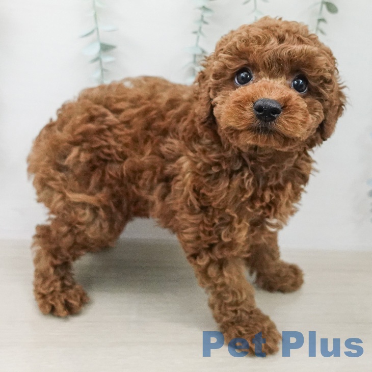 東京都のトイプードル(トイ) (ペッツワン 青梅インター店/2026年2月12日生まれ/男の子/レッド)の子犬