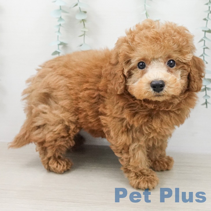 トイ・プードルの写真2