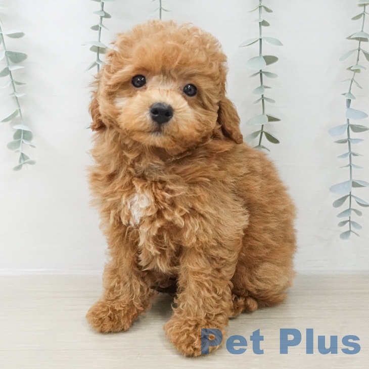 トイ・プードル