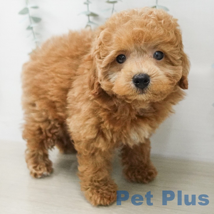 トイ・プードルの写真2