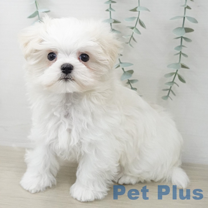 埼玉県のマルチーズ (ペットプラス ピオニウォーク東松山店/2026年2月21日生まれ/男の子/ホワイト)の子犬の1枚目の画像