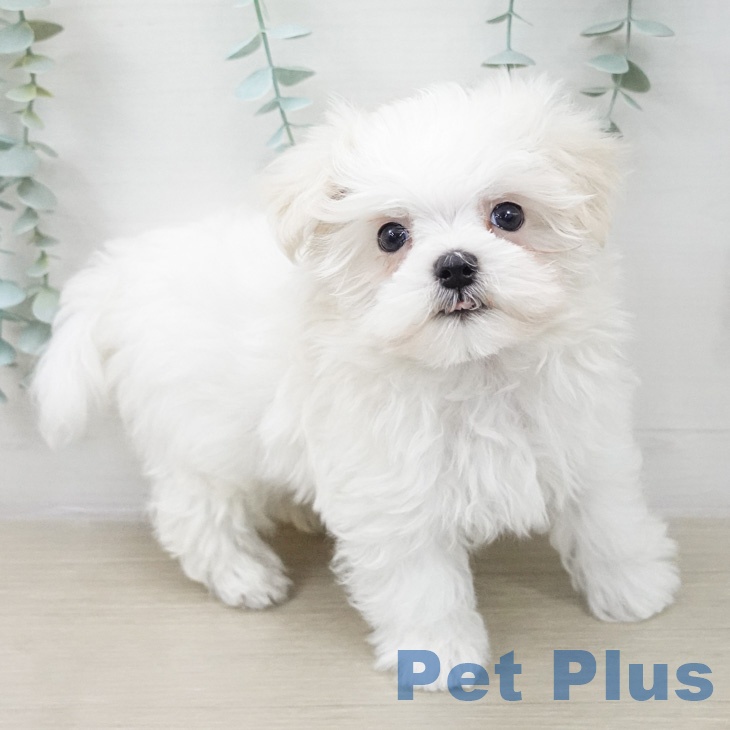 埼玉県のマルチーズ (ペットプラス ピオニウォーク東松山店/2026年2月21日生まれ/男の子/ホワイト)の子犬の2枚目の画像