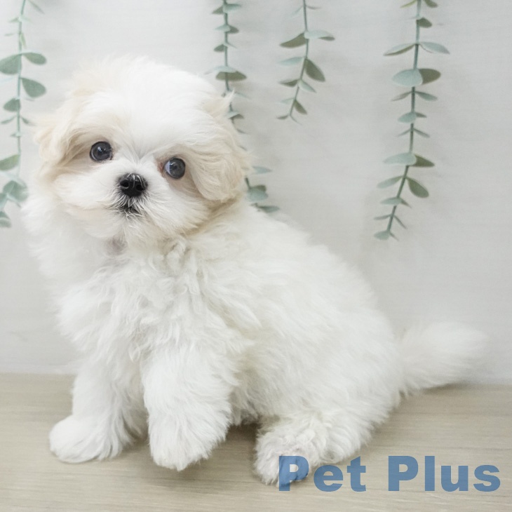 マルチーズの写真2