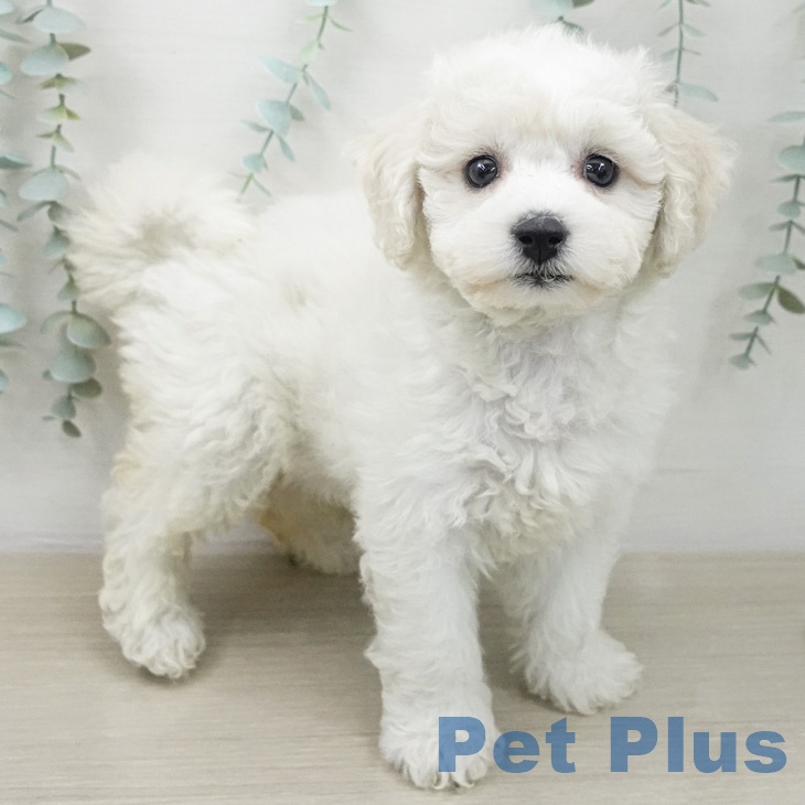 ビション・フリーゼ