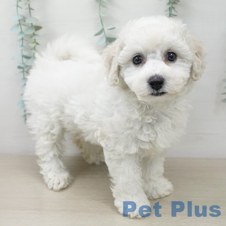 東京都のビションフリーゼ (ペッツワン 青梅インター店/2026年2月14日生まれ/女の子/ホワイト)の子犬の1枚目の画像