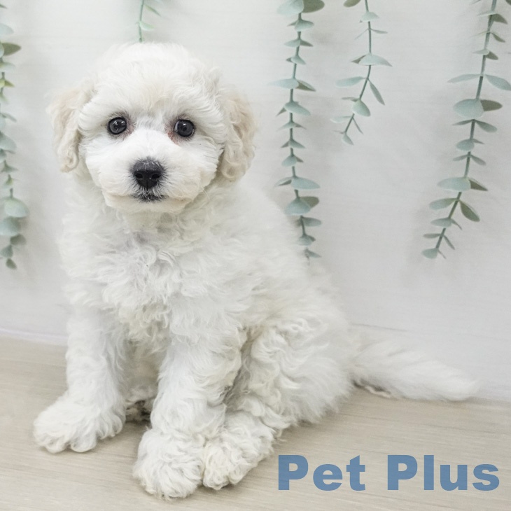 東京都のビションフリーゼ (ペッツワン 青梅インター店/2026年2月14日生まれ/女の子/ホワイト)の子犬の2枚目の画像