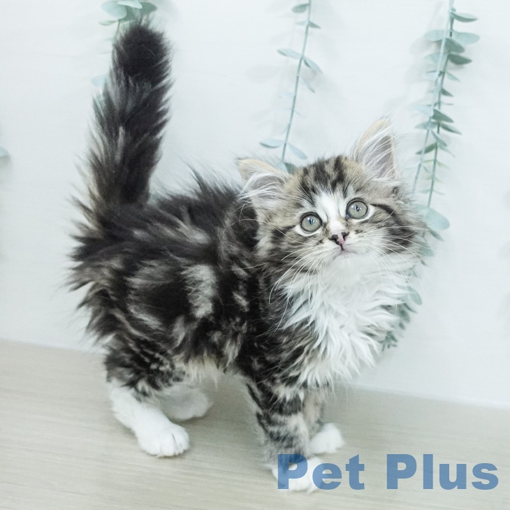 ノルウェージャンフォレストキャットの写真2