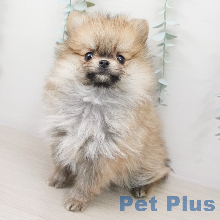 埼玉県のポメラニアン (ペッツワン 新座店/2026年2月24日生まれ/男の子/オレンジ)の子犬の1枚目の画像