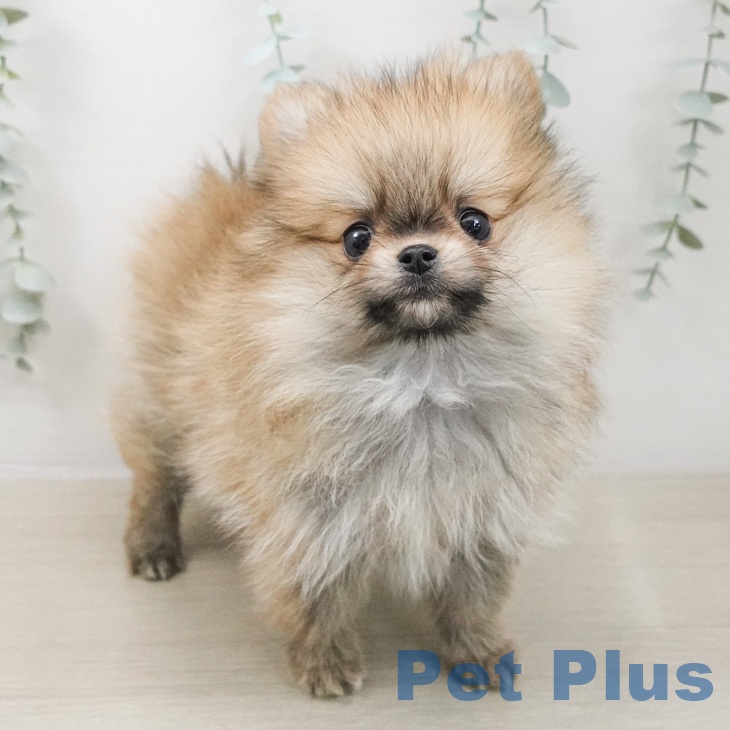埼玉県のポメラニアン (ペッツワン 新座店/2026年2月24日生まれ/男の子/オレンジ)の子犬の2枚目の画像