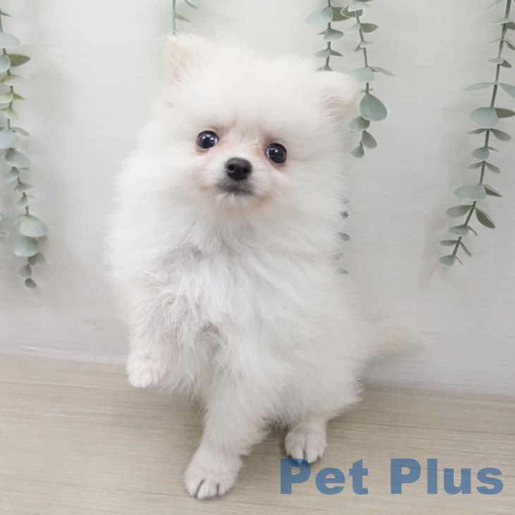 ポメラニアンの写真2