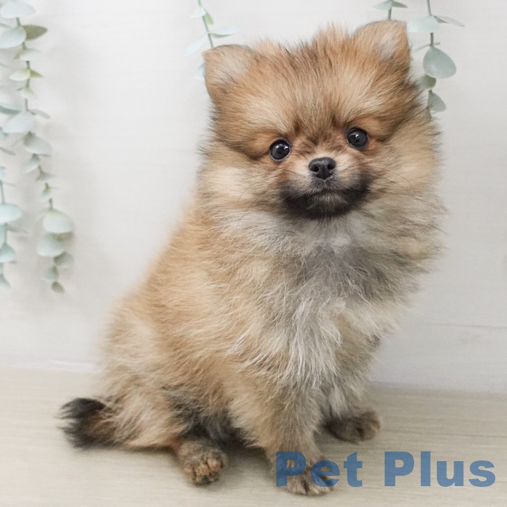 ポメラニアンの写真2