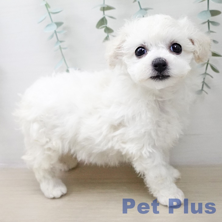 ビション・フリーゼ