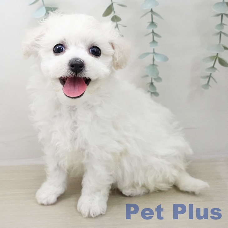 ビション・フリーゼの写真2