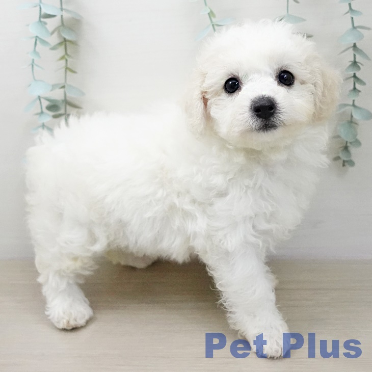 ビション・フリーゼの写真2