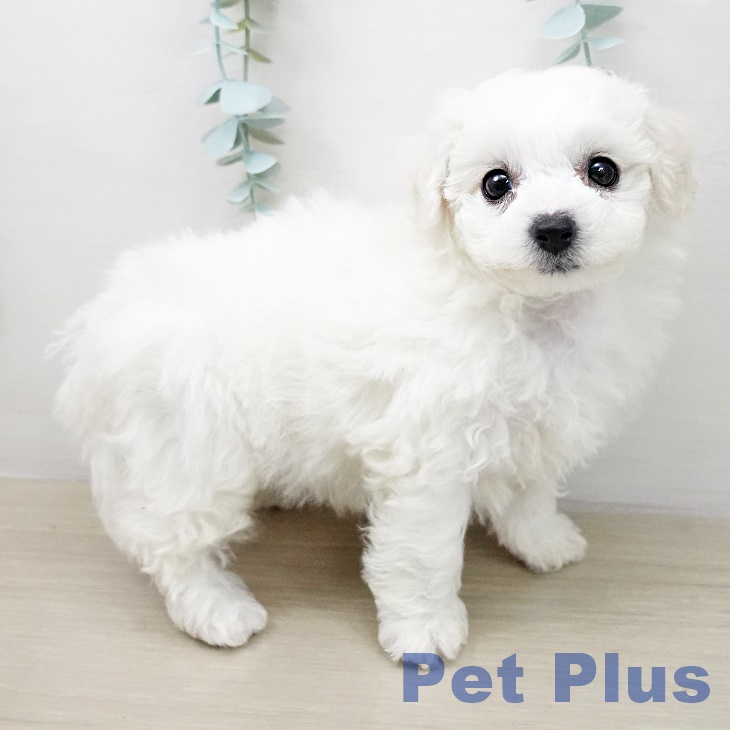 千葉県のビションフリーゼ (ペットプラス 幕張新都心店/2026年2月22日生まれ/女の子/ホワイト)の子犬の1枚目の画像