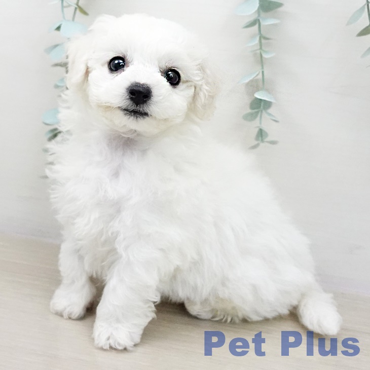 千葉県のビションフリーゼ (ペットプラス 幕張新都心店/2026年2月22日生まれ/女の子/ホワイト)の子犬の2枚目の画像