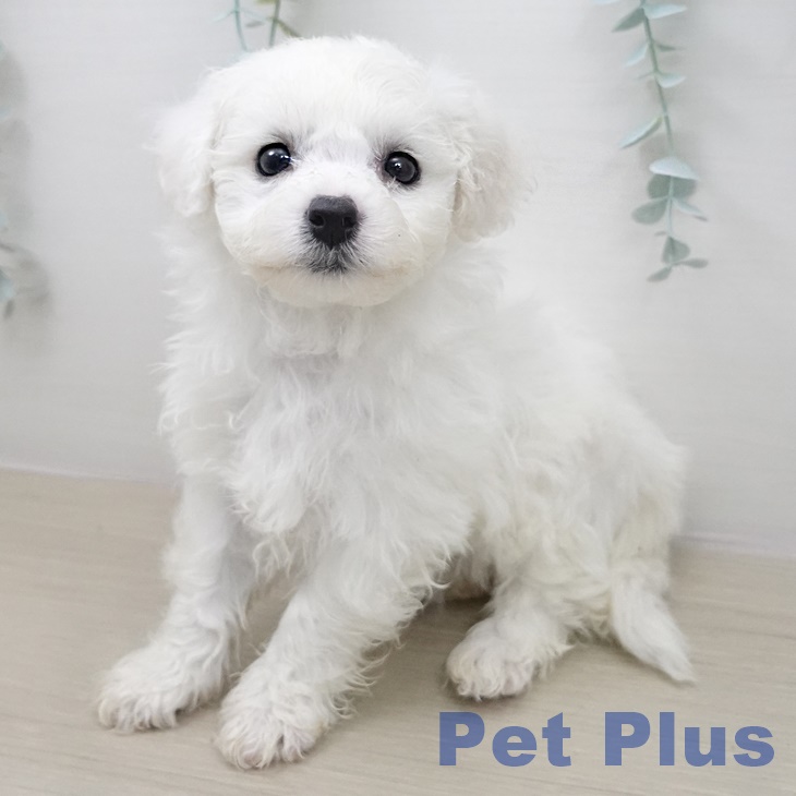 神奈川県のビションフリーゼ (ペットプラス テラスモール湘南店/2026年2月22日生まれ/女の子/ホワイト)の子犬の1枚目の画像