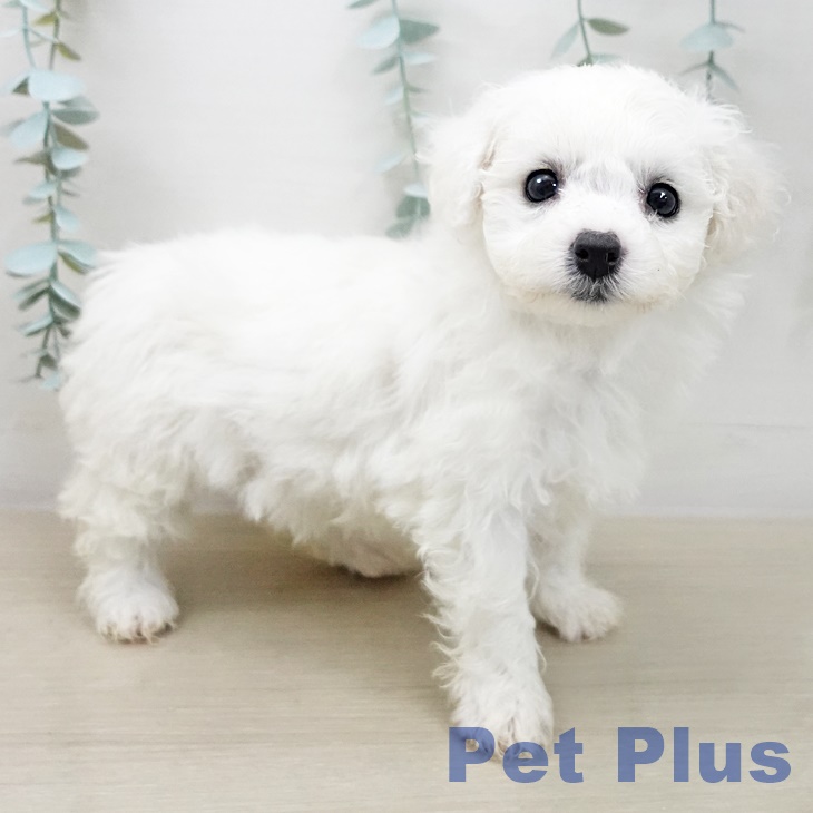 神奈川県のビションフリーゼ (ペットプラス テラスモール湘南店/2026年2月22日生まれ/女の子/ホワイト)の子犬の2枚目の画像